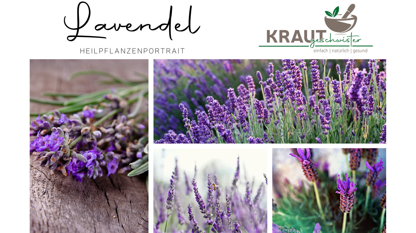 Read more about the article Lavendel Heilpflanzenportrait