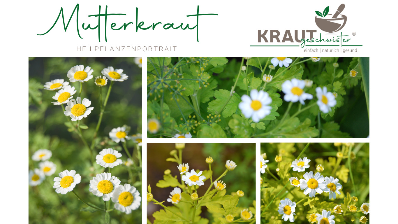 Read more about the article Mutterkraut Heilpflanzenportrait