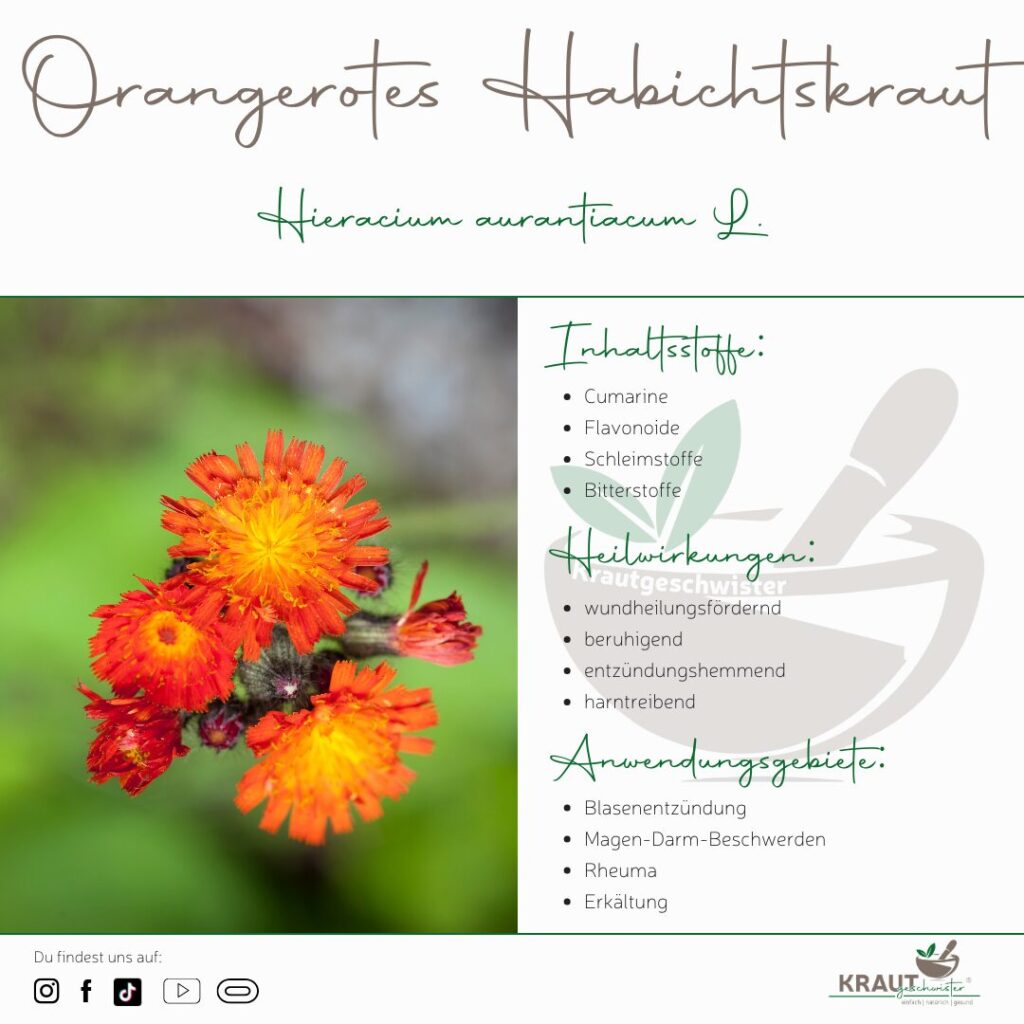 Orangerotes Habichtskraut Heilpflanzenportrait