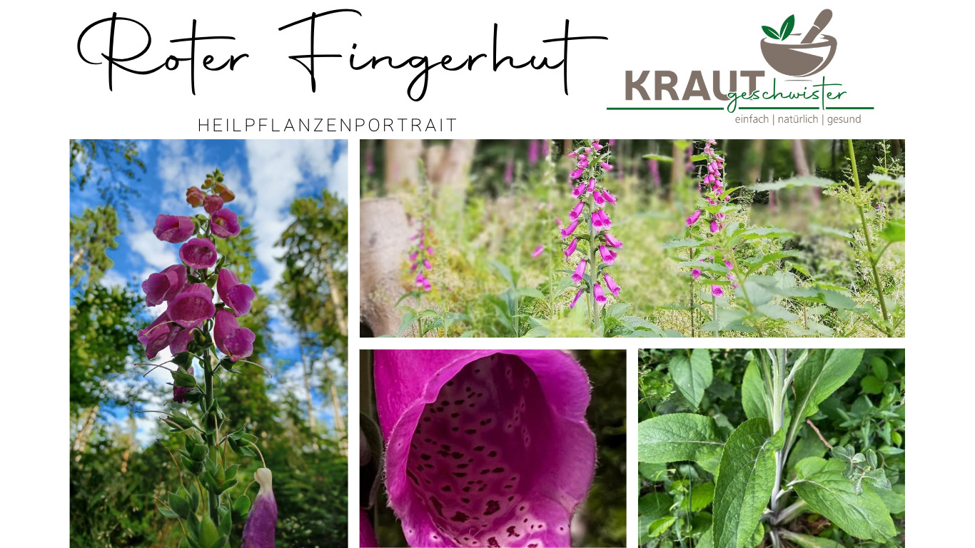 Read more about the article Fingerhut Heilpflanzenportrait