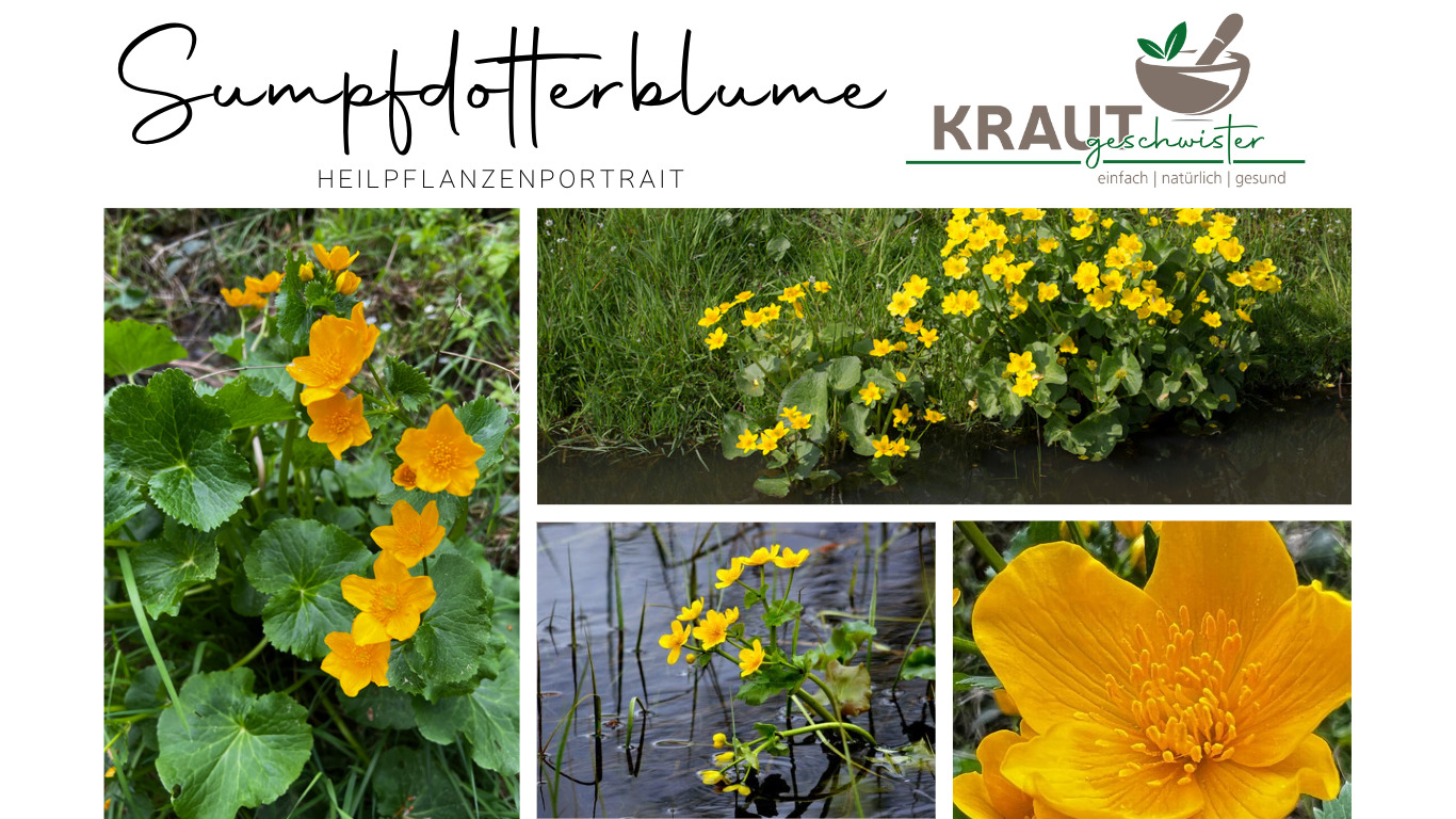 Read more about the article Sumpf-Dotterblume Heilpflanzenportrait