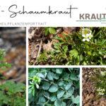 Wald-Schaumkraut Heilpflanzenportrait