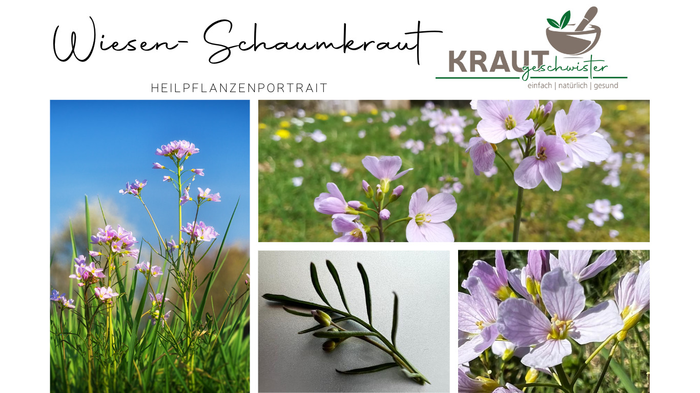 Read more about the article Wiesen-Schaumkraut Heilpflanzenportrait