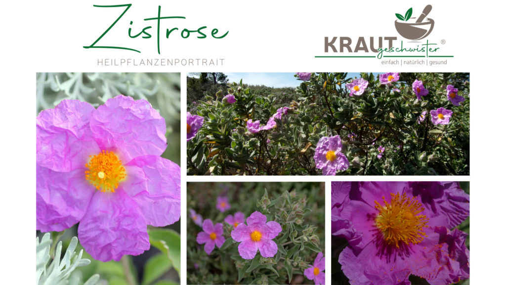 Erdbeer-Sirup - Krautgeschwister