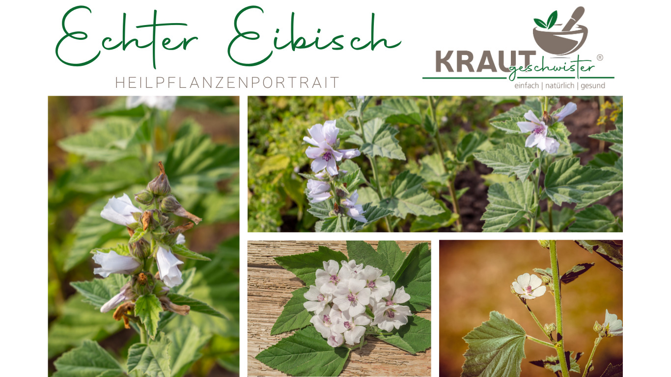 Read more about the article Echter Eibisch Heilpflanzenportrait