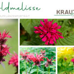 Goldmelisse * Indianernessel * Monarda Heilpflanzenportrait