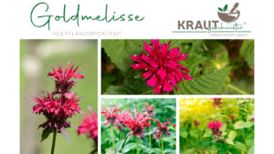 Goldmelisse * Indianernessel * Monarda Heilpflanzenportrait