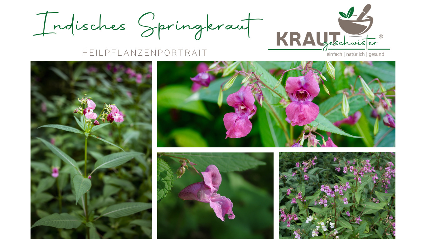 Read more about the article Indisches Springkraut Heilpflanzenportrait