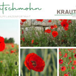 Klatschmohn Heilpflanzenportrait
