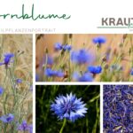 Kornblume Heilpflanzenportrait