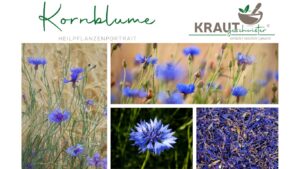 Kornblume Heilpflanzenportrait