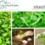 Stevia * Honigkraut Heilpflanzenportrait