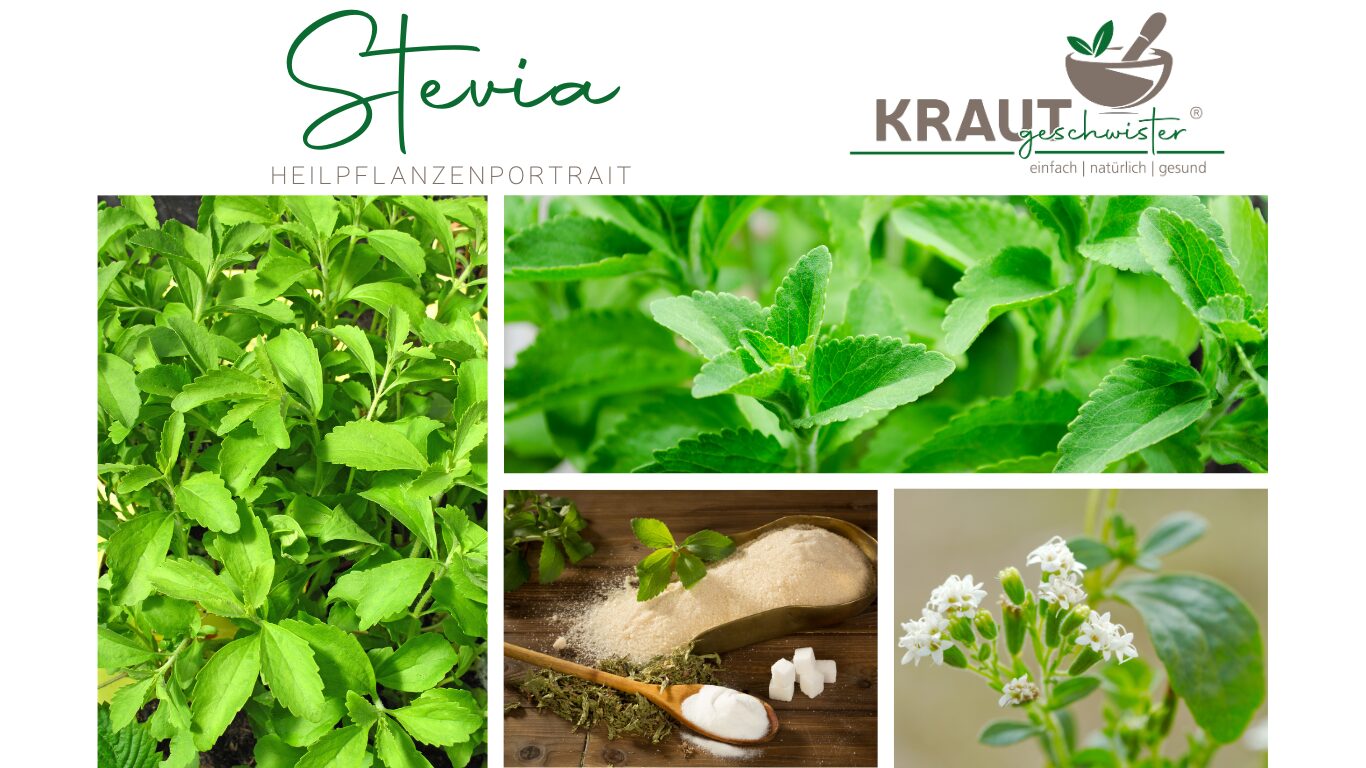 Mehr über den Artikel erfahren Stevia * Honigkraut Heilpflanzenportrait