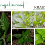 Bingelkraut Heilpflanzenportrait