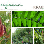 Essigbaum Heilpflanzenportrait