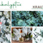 Eukalyptus Heilpflanzenportrait