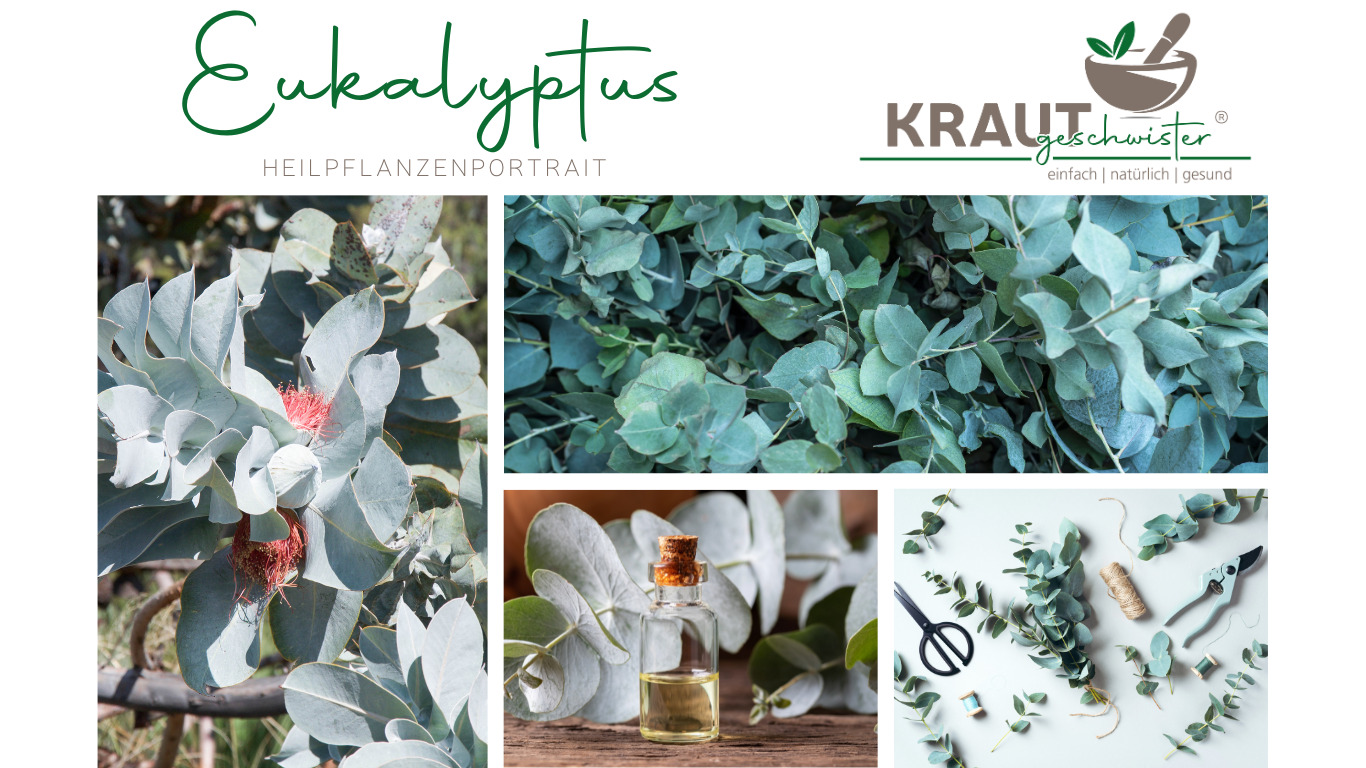 Read more about the article Eukalyptus Heilpflanzenportrait