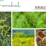 Fenchel Heilpflanzenportrait