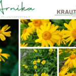 Arnika Heilpflanzenportrait