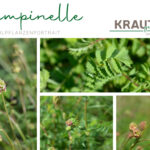 Pimpinelle * Kleiner Wiesenknopf Heilpflanzenportrait