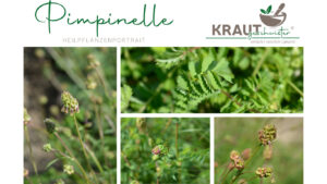 Pimpinelle * Kleiner Wiesenknopf Heilpflanzenportrait