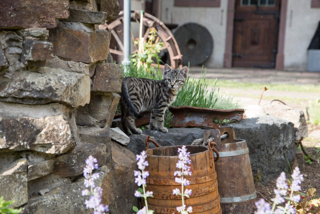 Feuer, Stein und Heilpflanzen &ndash; ein Tag Steinzeitwissen auf der M&uuml;hle in der Eifel