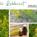 Echtes Labkraut Heilpflanzenportrait