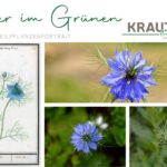 Jungfer im Grünen Heilpflanzenportrait