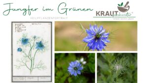 Jungfer im Gr&uuml;nen Heilpflanzenportrait