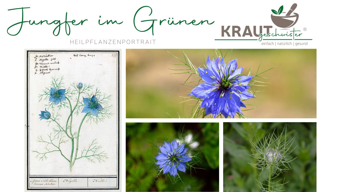 Mehr über den Artikel erfahren Jungfer im Grünen Heilpflanzenportrait