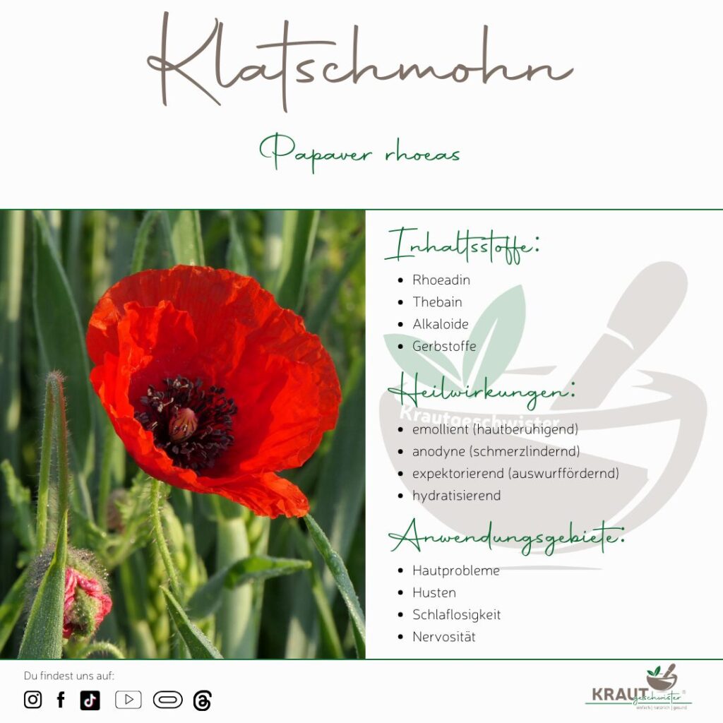 Klatschmohn Heilpflanzenportrait