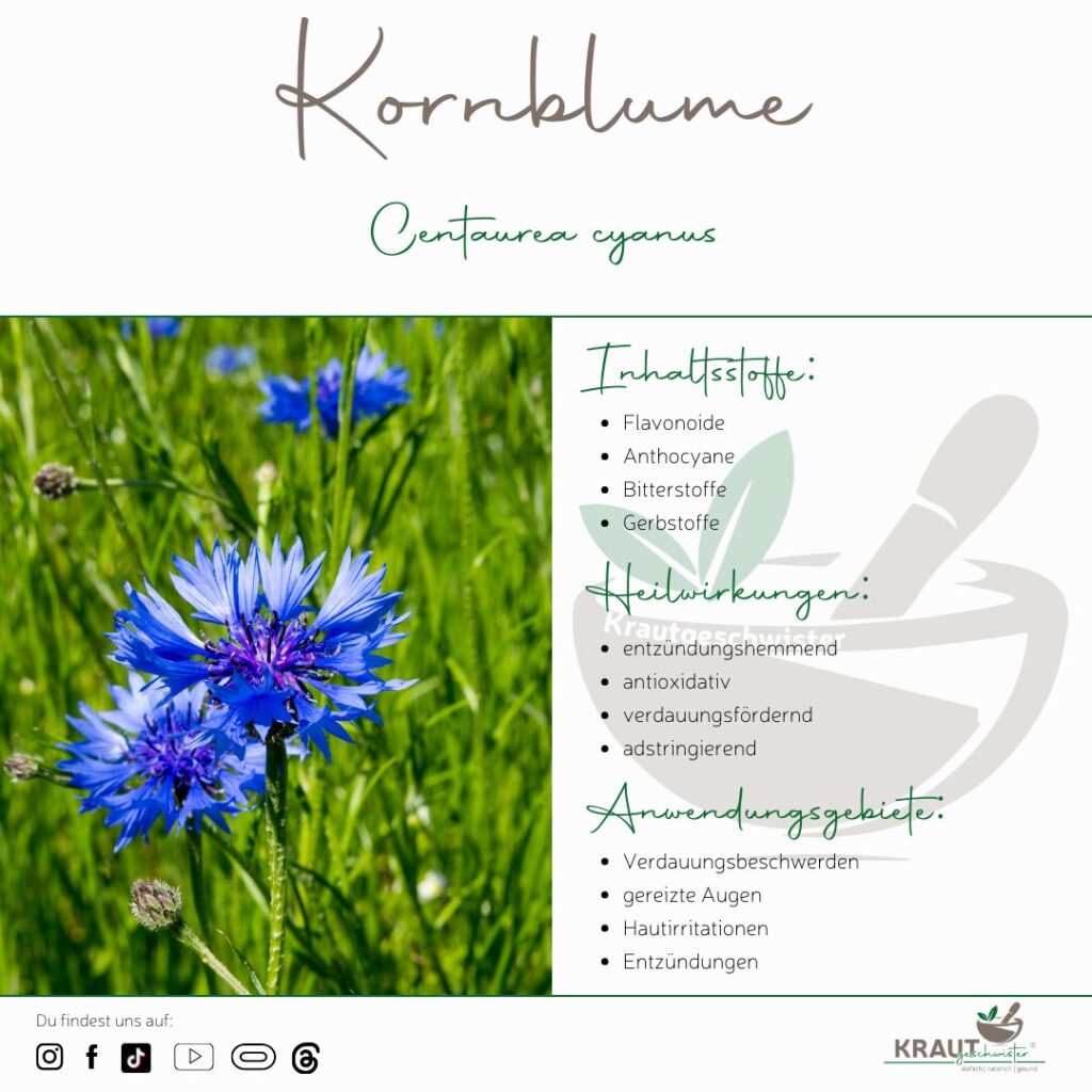 Kornblume Heilpflanzenportrait