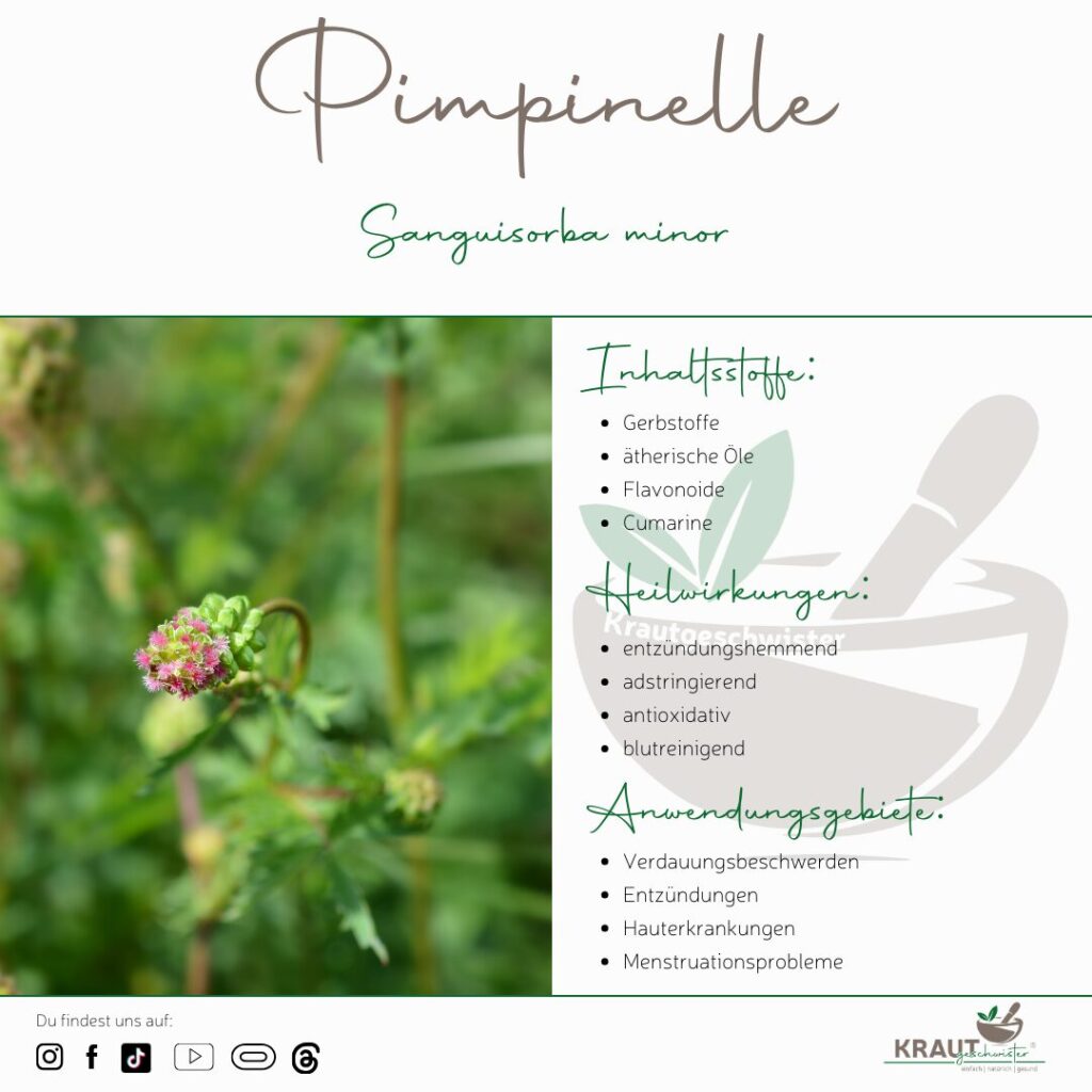 Pimpinelle * Kleiner Wiesenknopf Heilpflanzenportrait