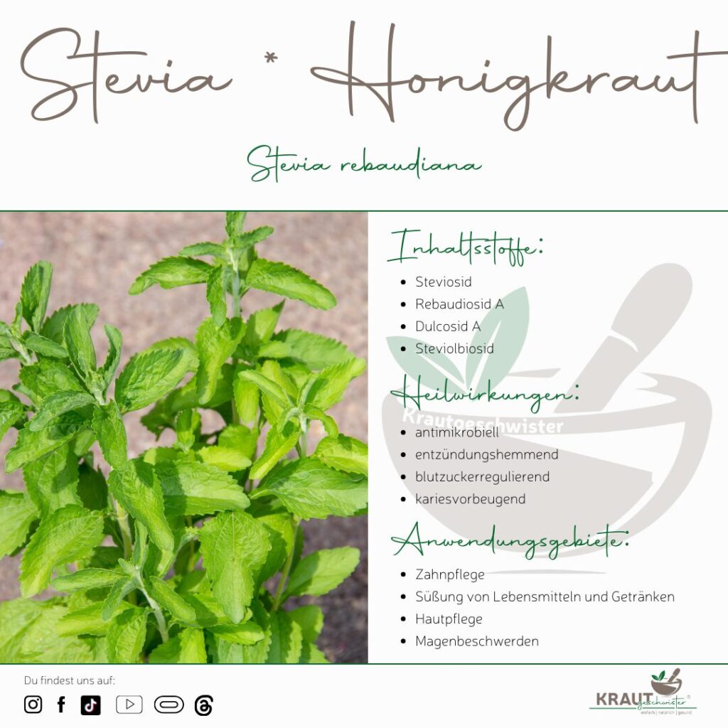 Stevia * Honigkraut Heilpflanzenportrait