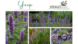 Ysop Heilpflanzenportrait