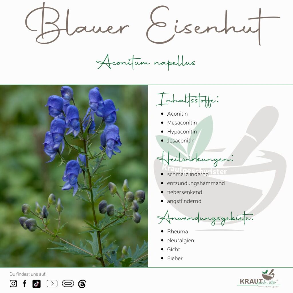 Blauer Eisenhut Heilpfanzenportrait