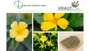 Damiana Heilpflanzenportrait