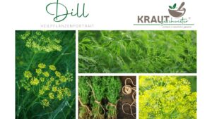 Dill Heilpflanzenportrait