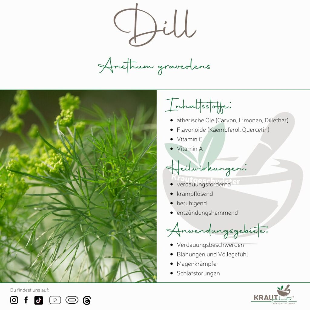 Dill Heilpflanzenportrait