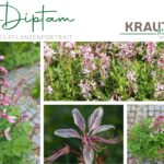 Diptam Heilpflanzenportrait