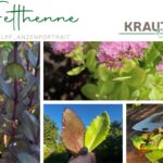 Fetthenne Heilpflanzenportrait