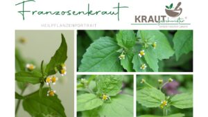 Franzosenkraut Heilpflanzenportrait