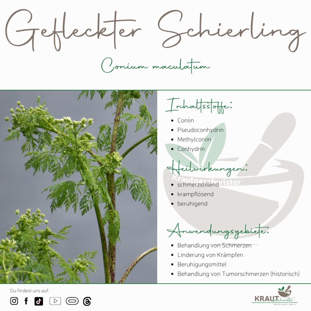 Gefleckter Schierling Heilpflanzenportrait