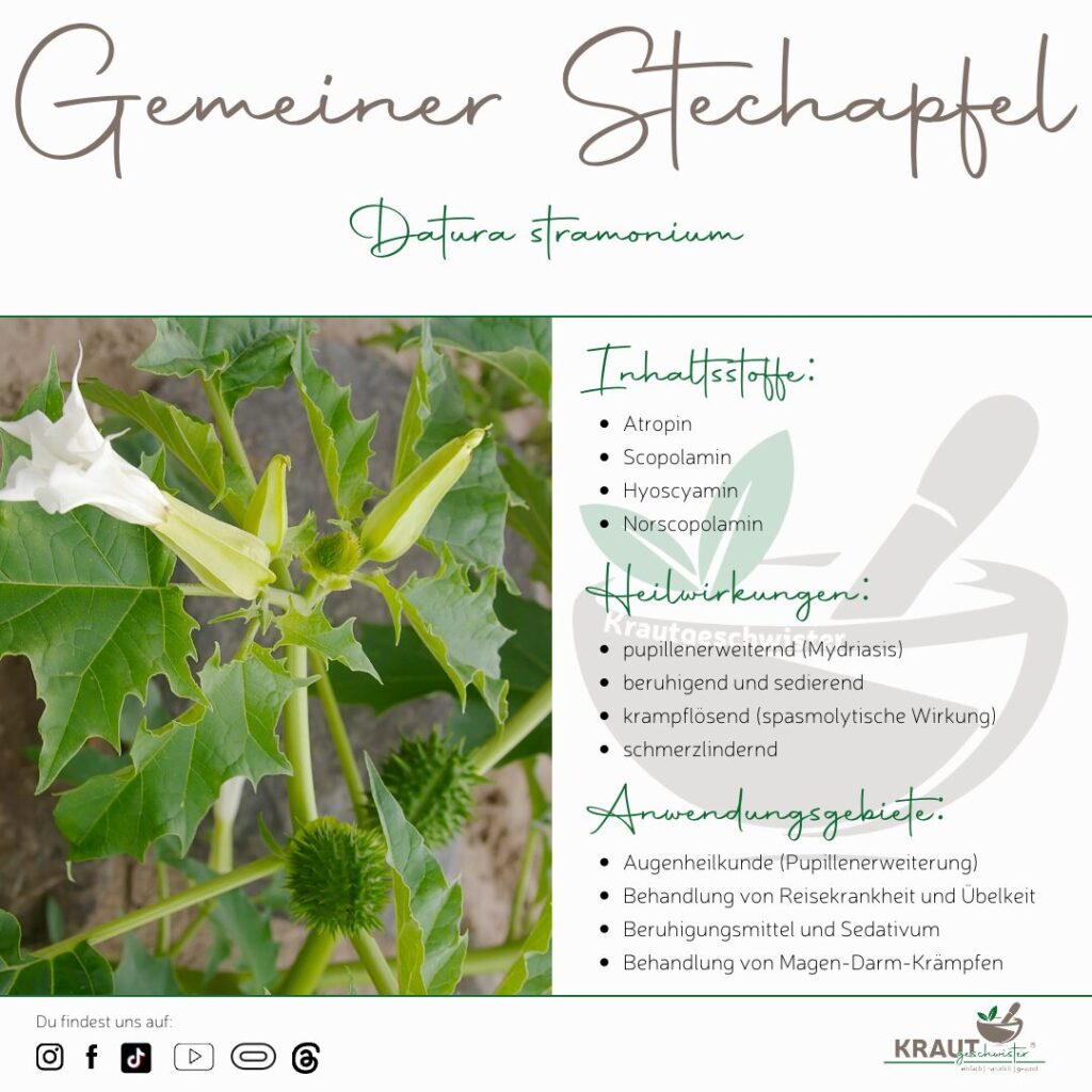 Gemeiner Stechapfel Heilpflanzenportrait