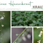 Gemeines Hexenkraut Heilpflanzenportrait