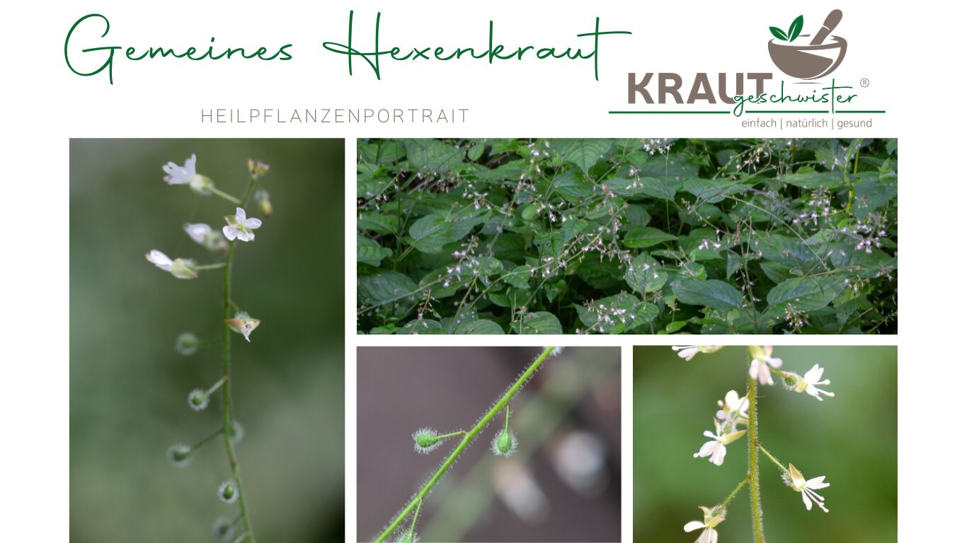 Gemeines Hexenkraut Heilpflanzenportrait