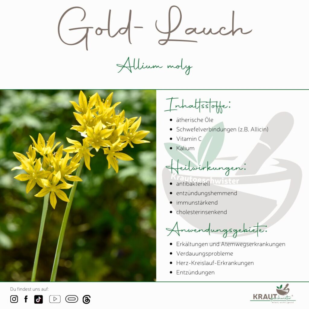 Gold-Lauch Heilpflanzenportrait