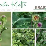 Große Klette Heilpflanzenportrait