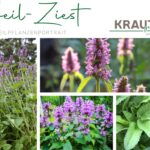 Heil-Ziest Heilpflanzenportrait