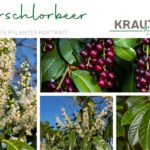 Kirschlorbeer Heilpflanzenportrait